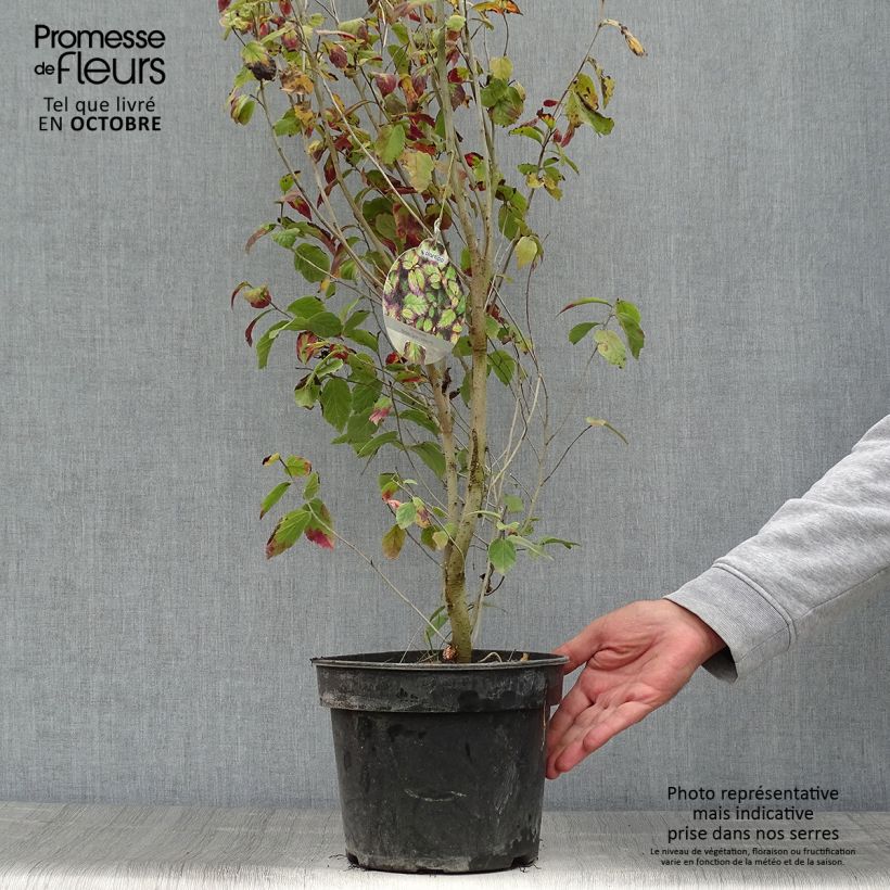 Parrotia persica Persian Spire - Arbre de fer Pot de 3L/4L sample as delivered in autumn