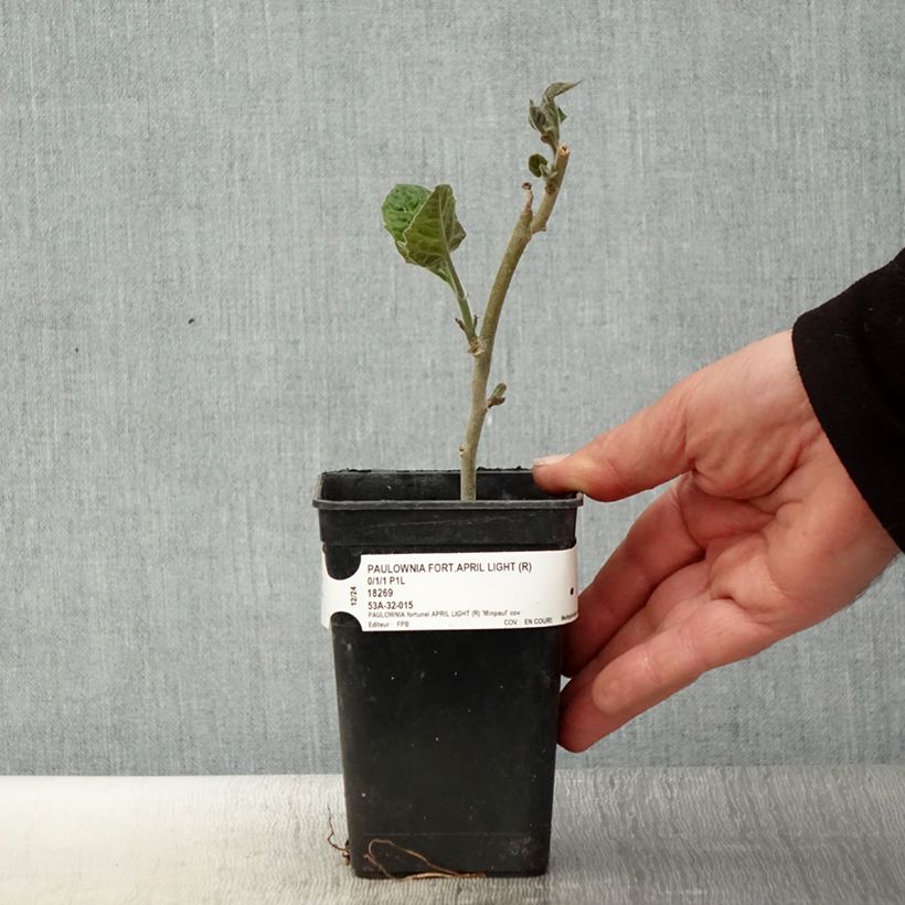 Paulownia fortunei April Light - Foxglove Tree 1L/1.5L pot sample as delivered in spring