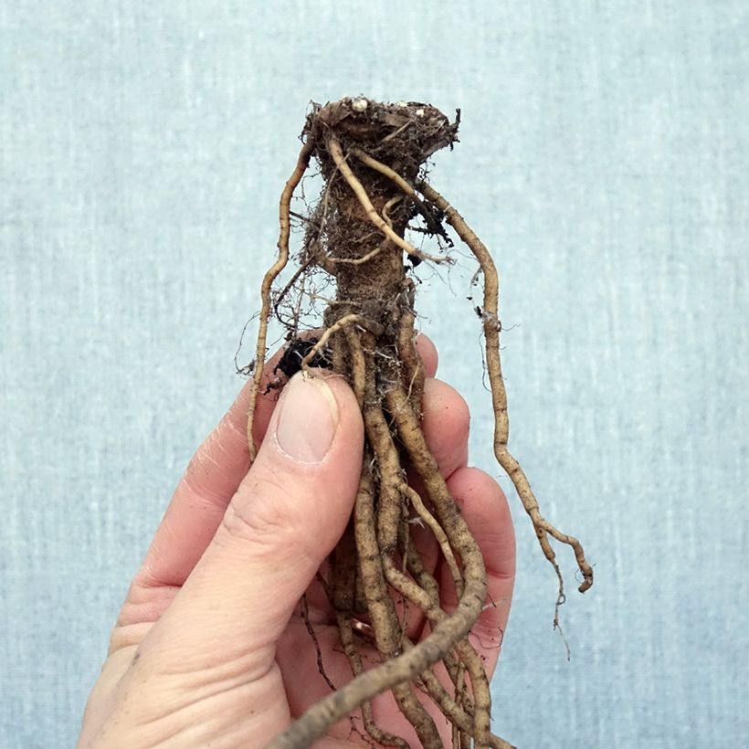 Papaver orientale Little Dancing Girl - Oriental Poppy Bare root sample as delivered in winter