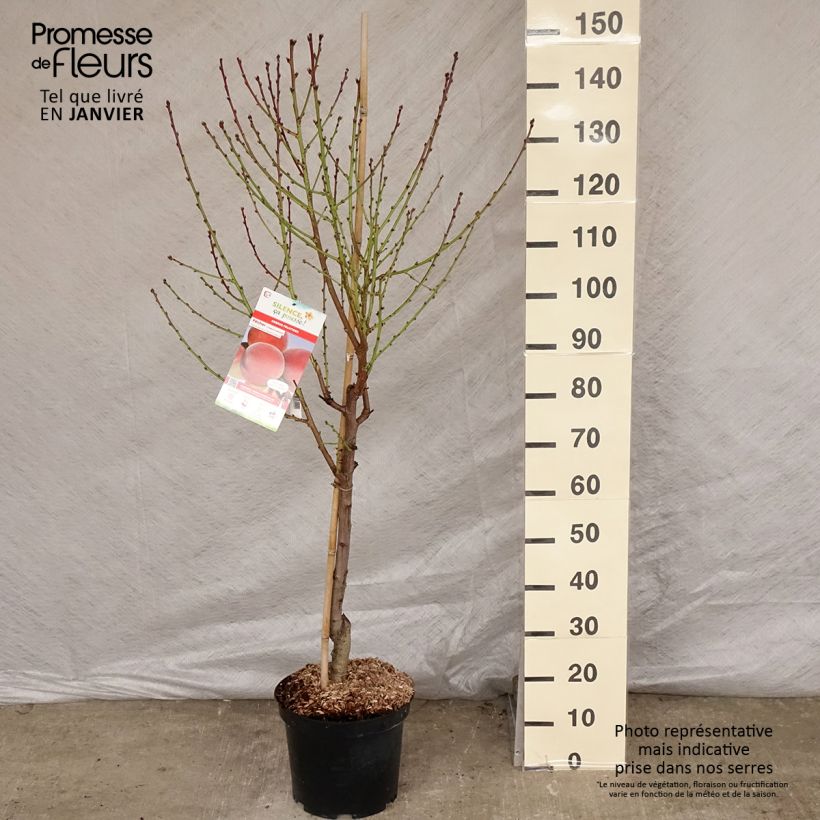 Prunus persica Charles Ingouf - Peach Tree 7.5L/10L pot, GobletShipped height around 140/160cm sample as delivered in winter