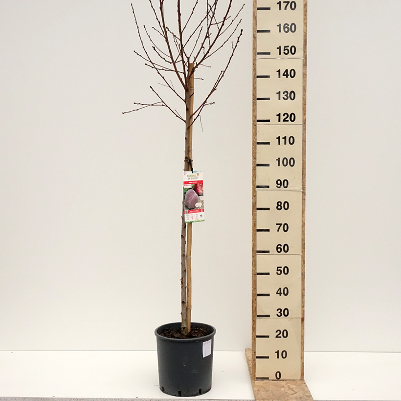 Prunus persica Vigne jaune - Vineyard Peach tree 7.5L/10L pot, GobletShipped height around 125/150cm sample as delivered in winter