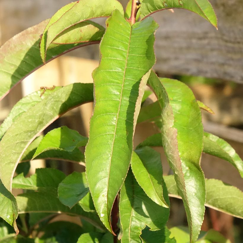 Prunus persica Blood Peach - Vineyard Peach (Foliage)