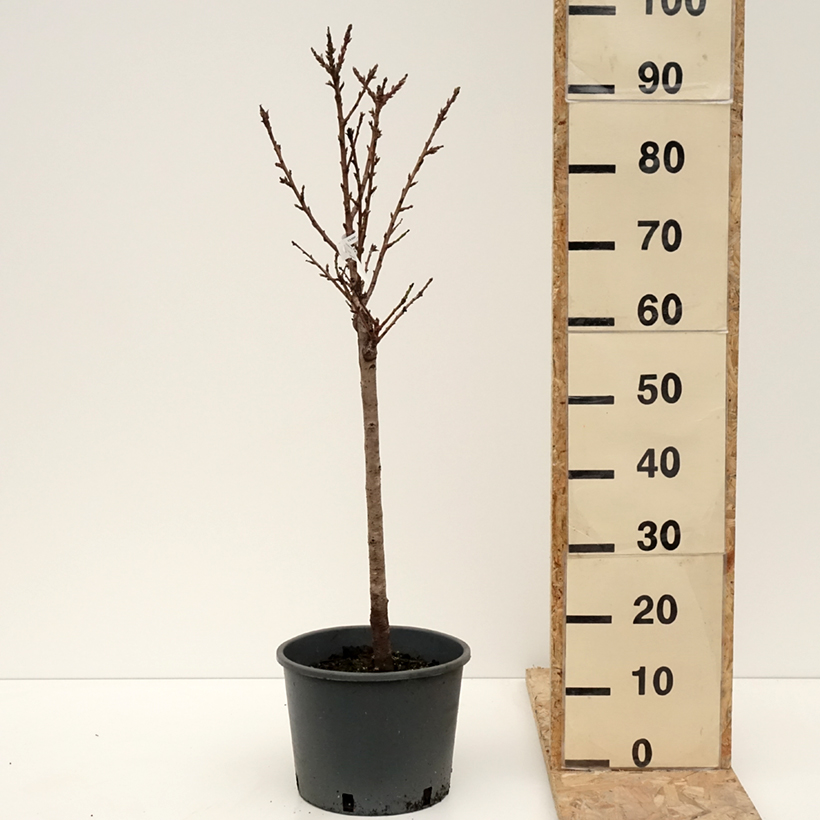 Prunus persica Bonanza - Dwarf Peach Tree 7.5L/10L pot, Quarter standard sample as delivered in winter