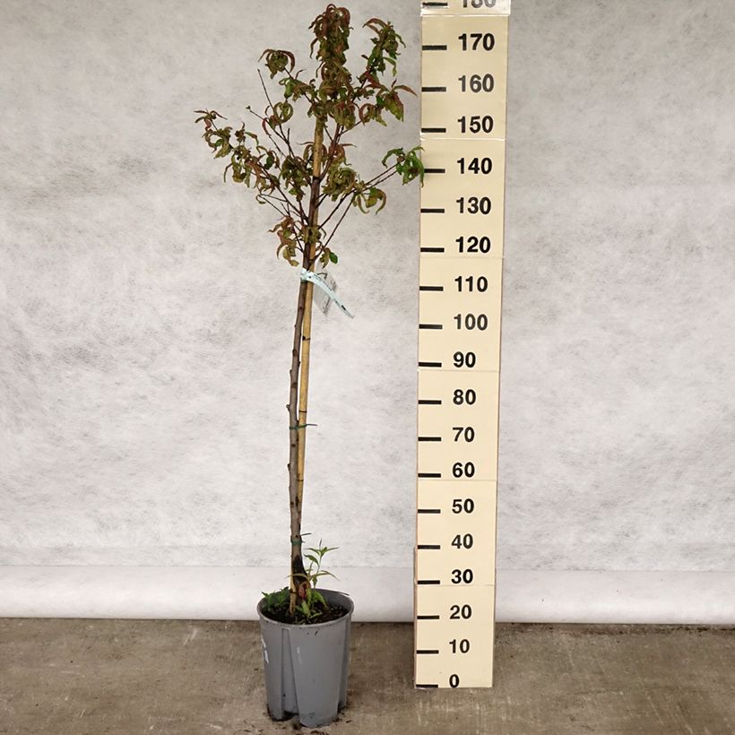 Prunus persica Redhaven - Peach Tree 7.5L/10L pot, Half standardShipped height around 150/175cm sample as delivered in spring