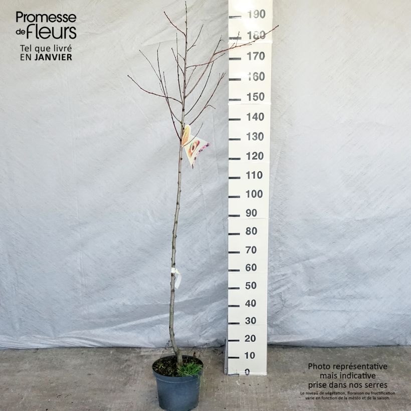 Pêcher Suncrest - Prunus persica Demi-tige en pot de 7,5l/10l sample as delivered in winter