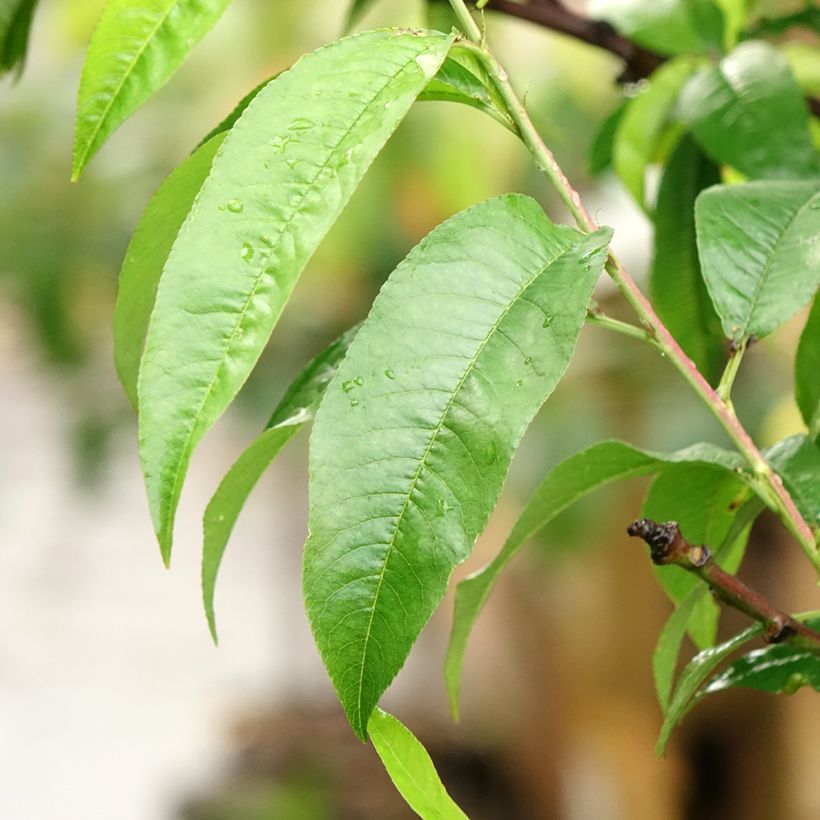 Prunus persica Suncrest - Peach Tree (Foliage)