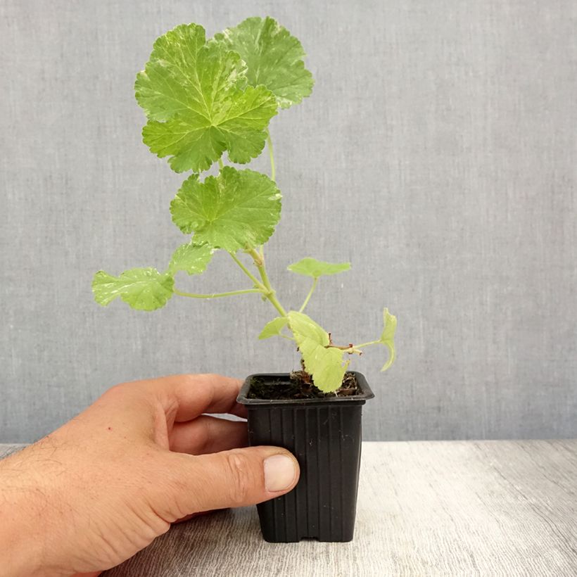 Pelargonium Atomic Snowflake - Géranium odorant au parfum de rose et citron Godet de 7/8 cm sample as delivered in summer