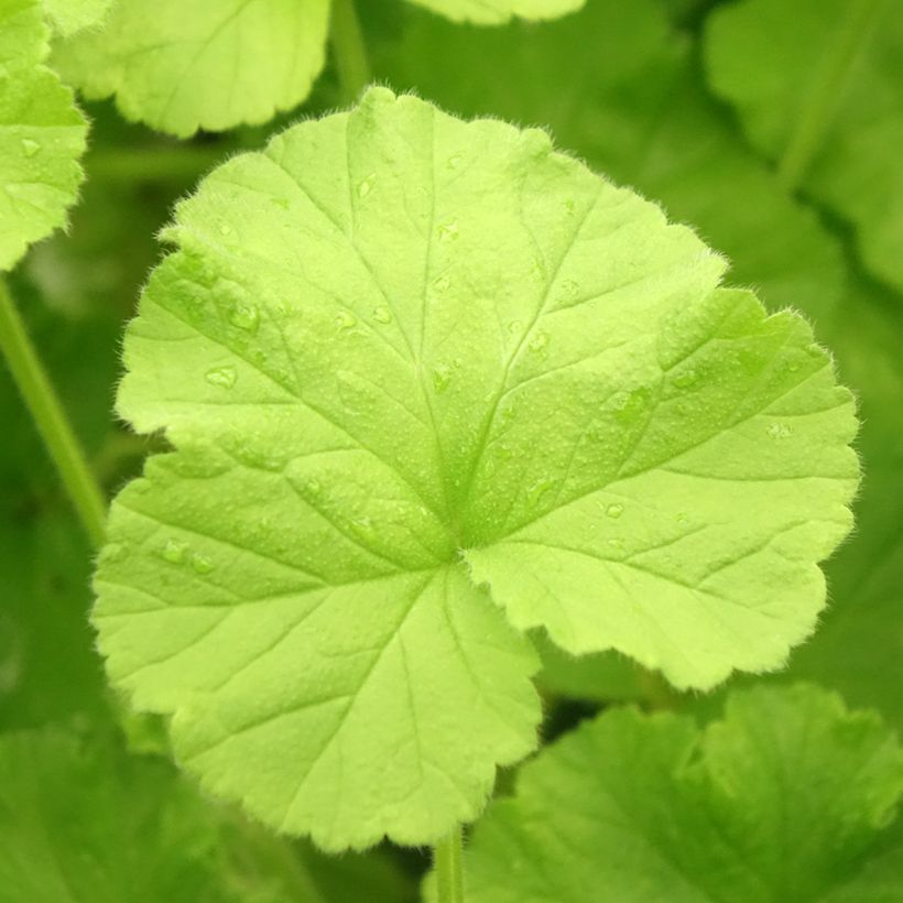 Pelargonium Atomic Snowflake (Foliage)