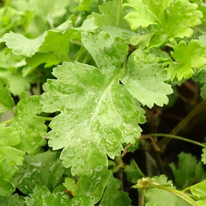 Pelargonium gibbosum (Foliage)