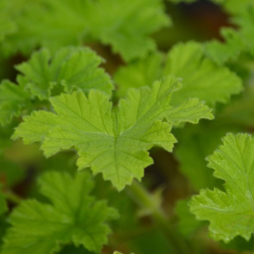 Pelargonium Attar of Roses (Foliage)