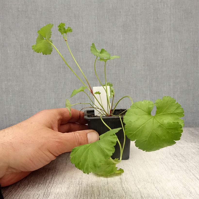 Pelargonium grossularioides  sample as delivered in spring