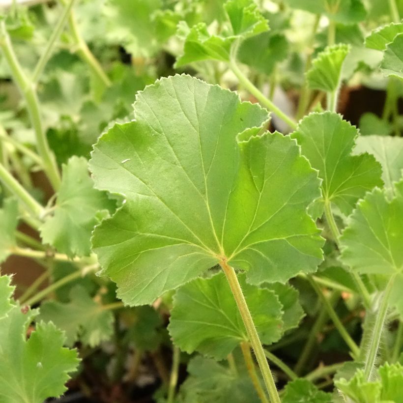 Pelargonium nervosum Cola Bottles (Foliage)