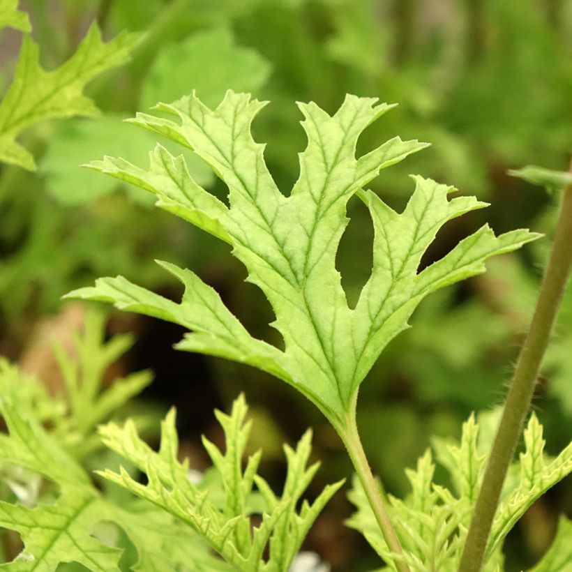 Pelargonium pseudoglutinosum (Foliage)