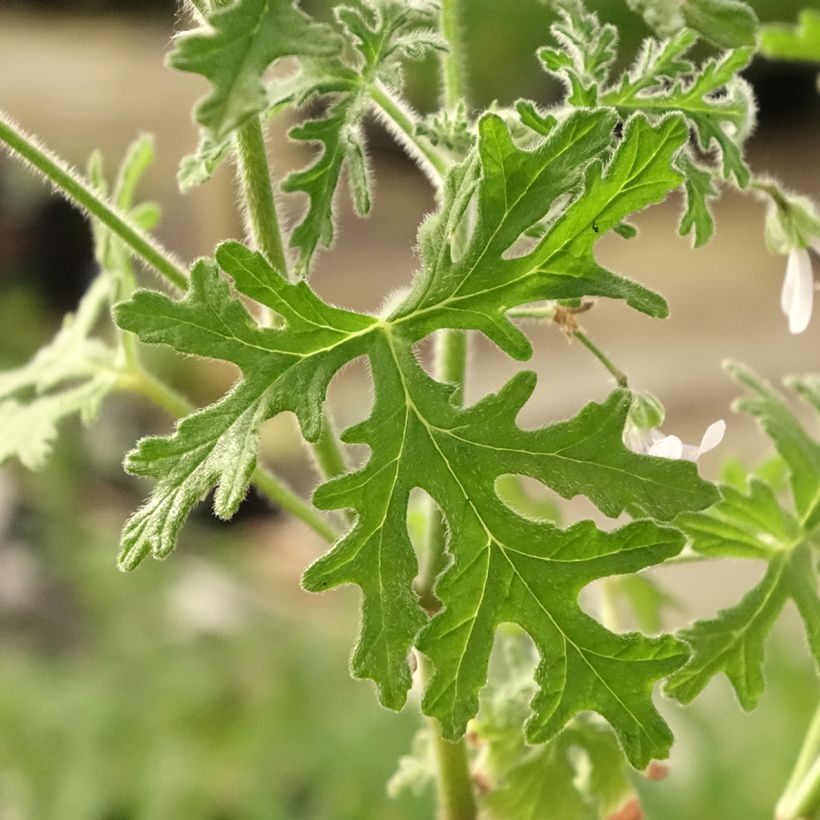 Pelargonium graveolens White Graveolens (Foliage)