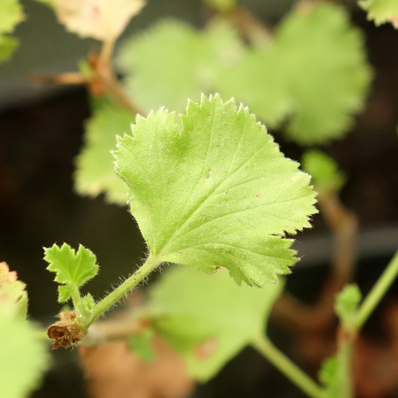 Pelargonium crispum Prince Rupert (Foliage)