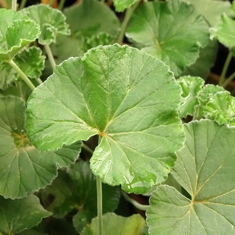 Pelargonium sidoides  (Foliage)