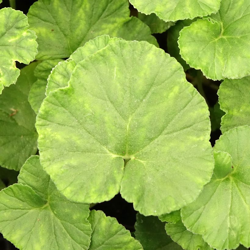 Pelargonium reniforme (Foliage)