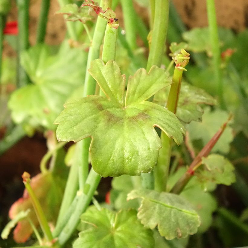 Pelargonium tetragonum (Foliage)