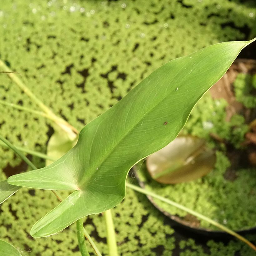 Peltandra virginica (Foliage)