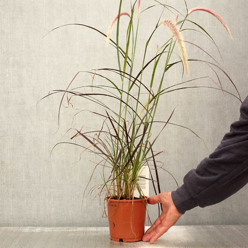 Pennisetum advena Rubrum - Herbe aux écouvillons pourpres pot de 1L/1.5L sample as delivered in autumn