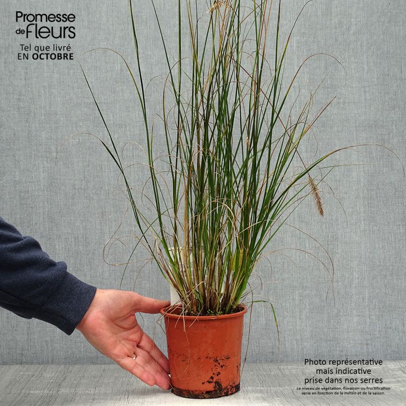 Pennisetum alopecuroides Hameln en pot de 1.5L sample as delivered in autumn