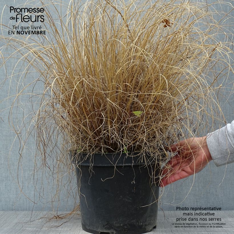 Pennisetum alopecuroides Hameln en pot de 10L. sample as delivered in autumn