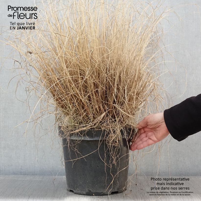 Pennisetum alopecuroides Hameln en pot de 10L. sample as delivered in winter