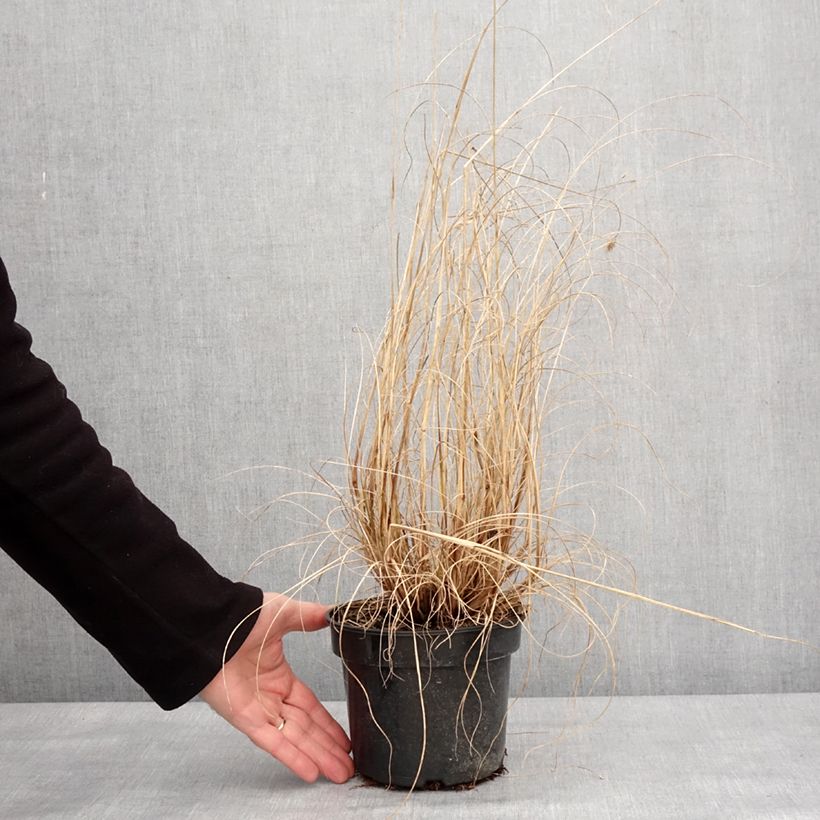 Pennisetum alopecuroïdes National Arboretum - Chinese Fountain Grass 3L/4L pot sample as delivered in winter