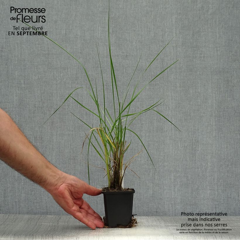 Pennisetum macrourum en pot de 9 cm sample as delivered in autumn