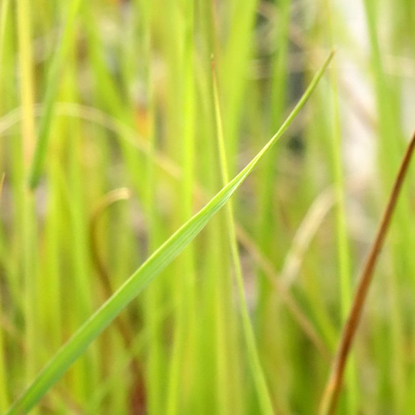 Pennisetum macrourum - African feather Grass (Foliage)