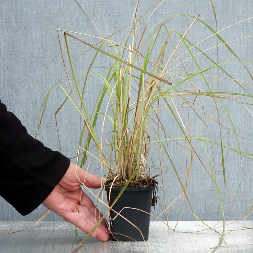 Pennisetum massaicum Red Bunny Tail en godet de 9 cm sample as delivered in autumn