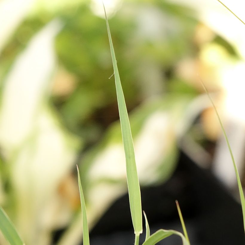 Pennisetum orientale JS Dance With Me - Oriental Fountain Grass (Foliage)