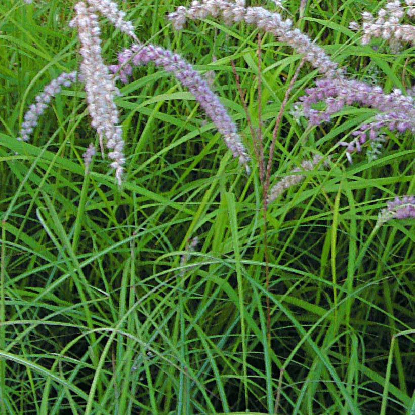 Pennisetum orientale Tall Tails - Oriental Fountain Grass (Foliage)