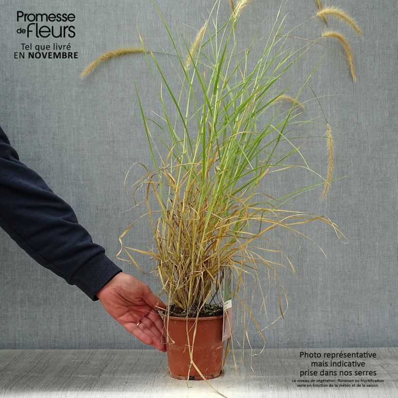 Pennisetum setaceum Skyrocket - Herbe aux écouvillons Pot de 1L/1.5L sample as delivered in autumn