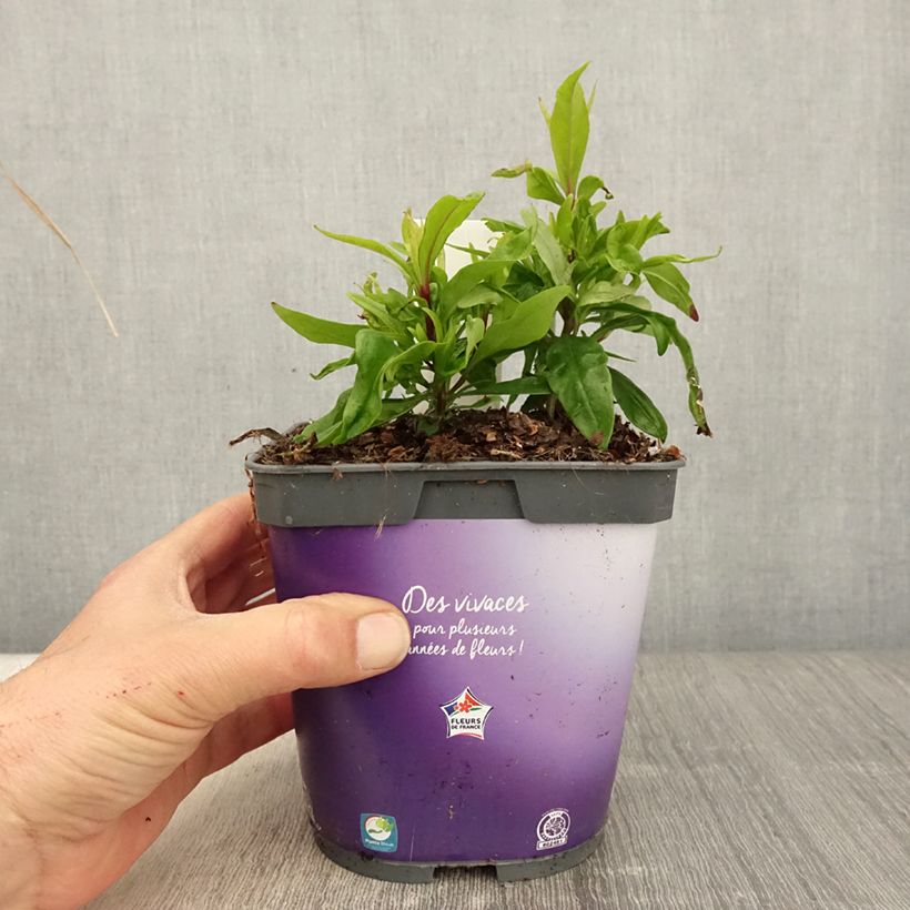 Penstemon Blackbird - Beardtongue 2L/3L pot sample as delivered in spring