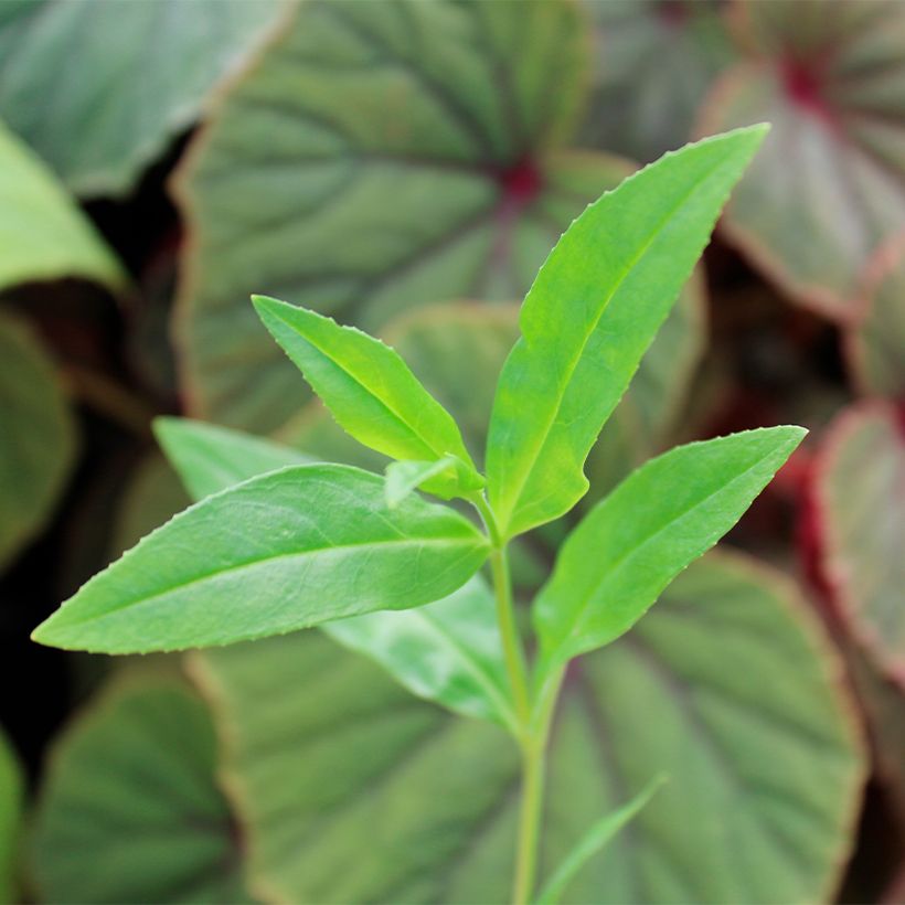 Penstemon hybrida Gloire de Quatre Rue - Beardtongue (Foliage)