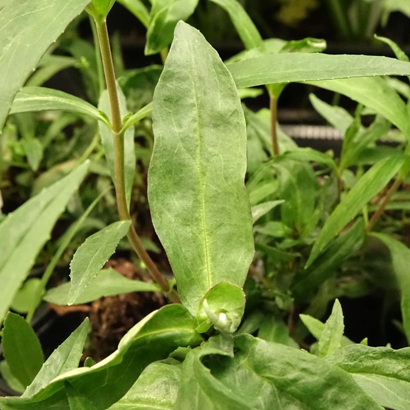 Penstemon Midnight - Beardtongue (Foliage)