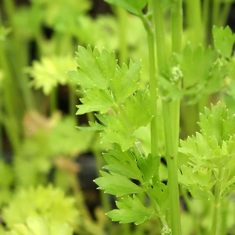 Organic Per-Cel - Parsley Celery (Foliage)