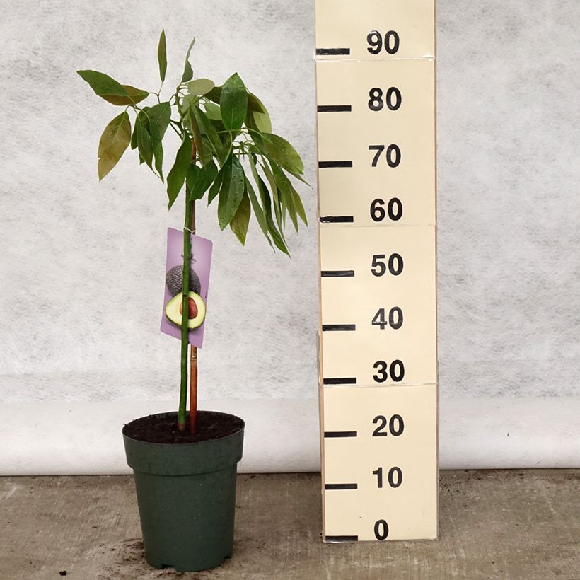 Avocado Tree Hass - Persea americana 6L/7L potShipped height around 50/60cm sample as delivered in spring