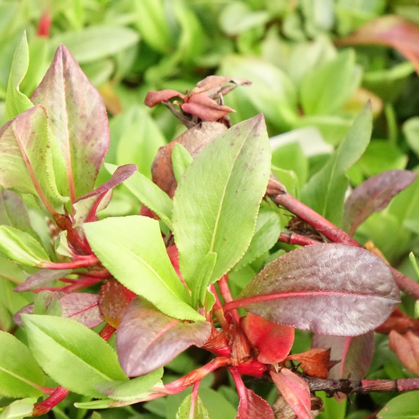 Persicaria affinis Superba (Foliage)