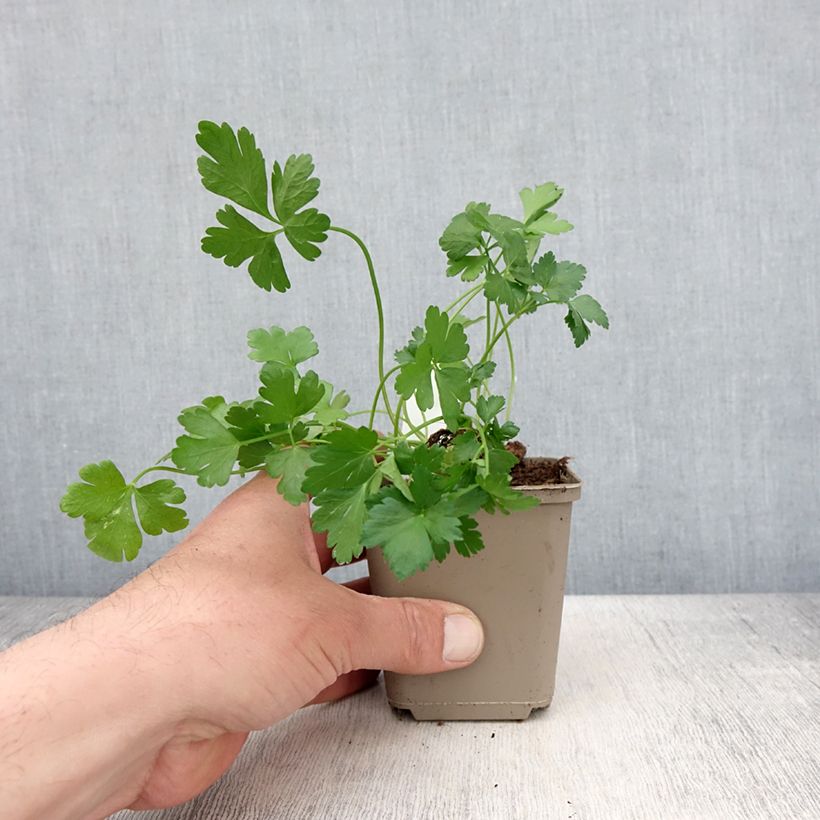 Géant d'Italie Parsley seeds 10cm/11cm pot sample as delivered in spring