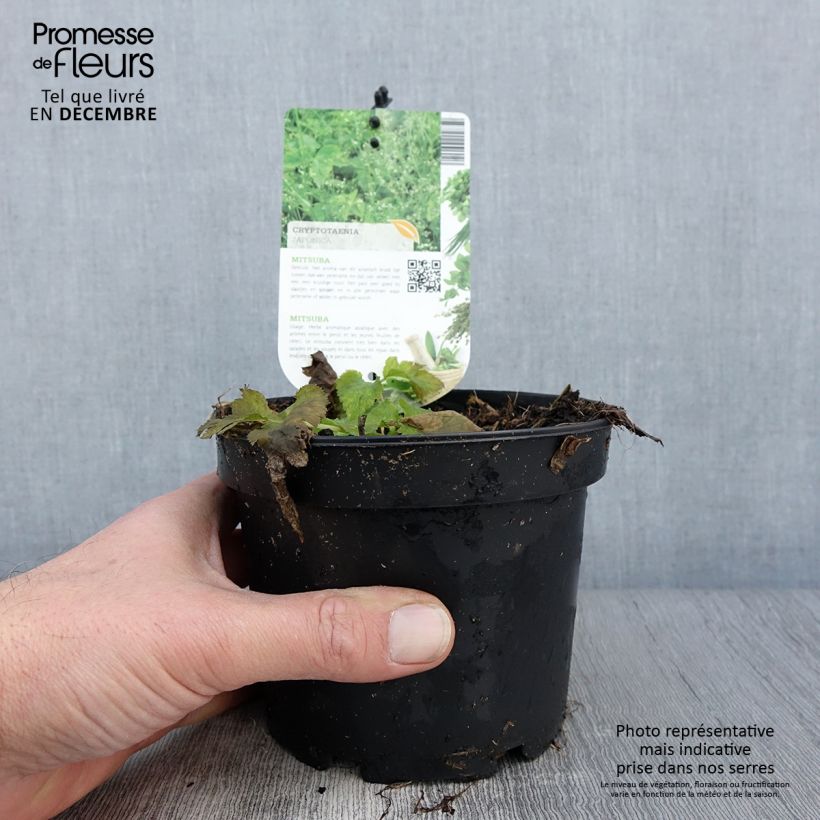 Persil japonais - Cryptotaenia japonica Pot de 1,5L/2L sample as delivered in autumn