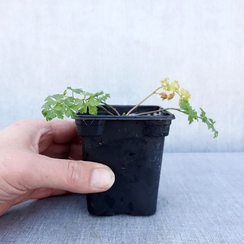 Organic Tuberous Parsley - Large-rooted Parsley in pot 7/8 cm pot sample as delivered in winter