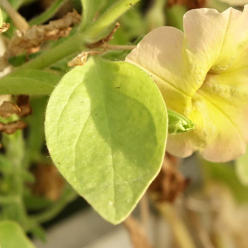 Petunia Cascadias Indian Summer (Foliage)