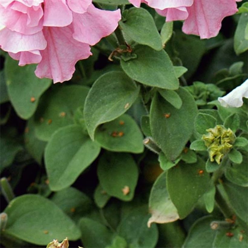 Petunia  surfinia Cassandra Mix (Foliage)