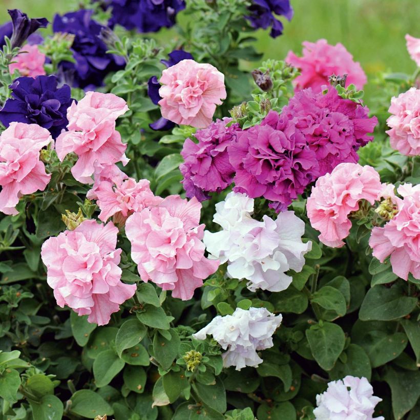 Petunia  surfinia Cassandra Mix (Flowering)