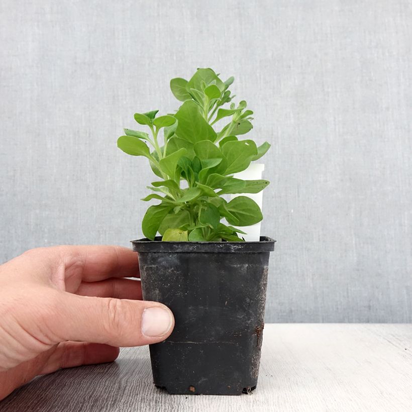 Petunia Tumbelina Diana double blanc - pot de 10/11cm sample as delivered in spring