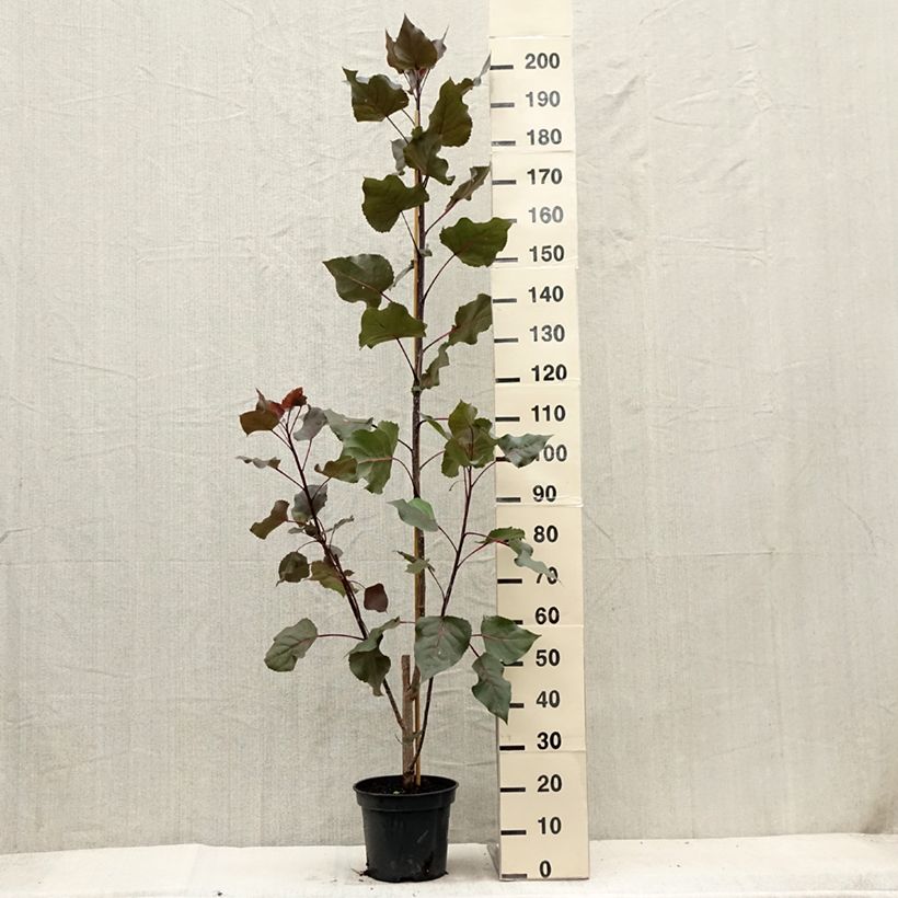 Peuplier Fuego - Populus deltoides Fuego Pot de 7,5L/10L sample as delivered in summer