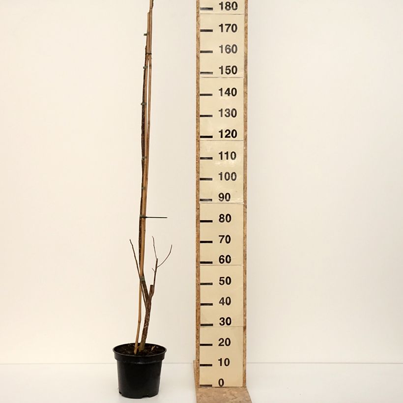 Populus deltoides Fuego - Eastern Cottonwood 7.5L/10L potShipped height around 120/140cm sample as delivered in winter