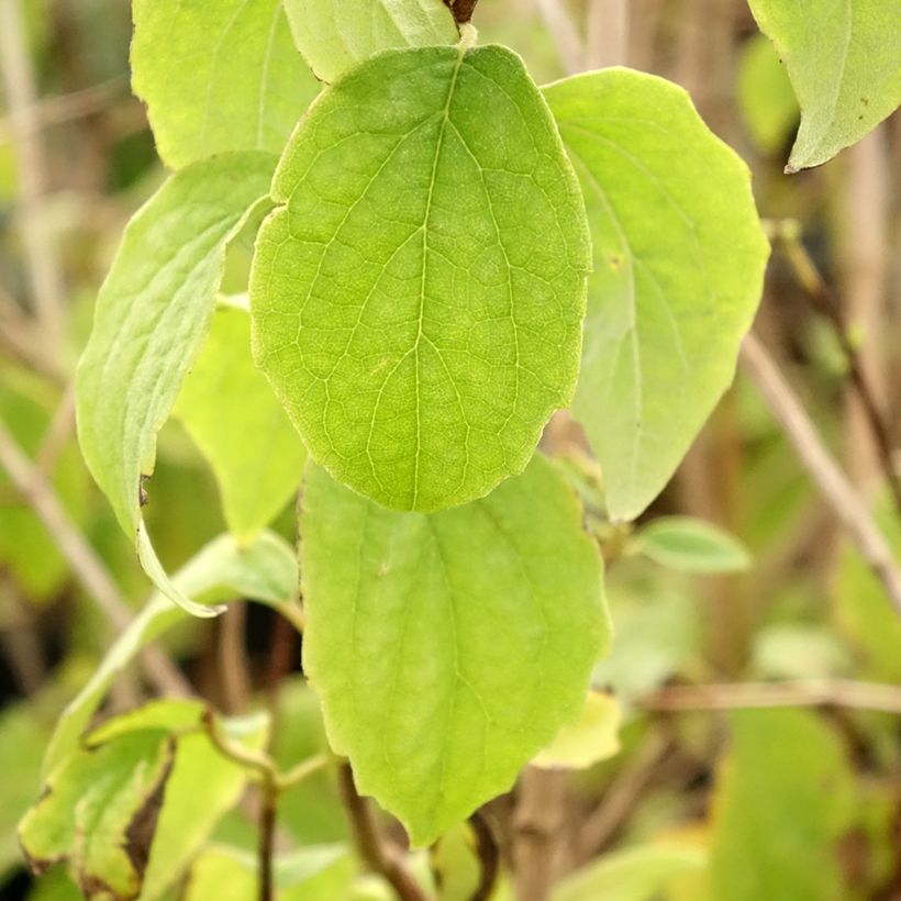 Philadelphus Bouquet Blanc - Mock Orange (Foliage)